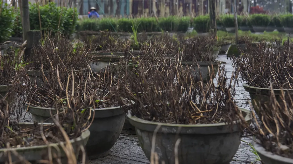 Khoảng 124.000 chậu hoa cảnh ở Huế bị ngập úng, hư hỏng do mưa lũ. Ảnh: NGUYỄN DO bo-dai-trong-ngan-nong-dan-hue-nom-nop-so-ba-chang-tha (17).jpg