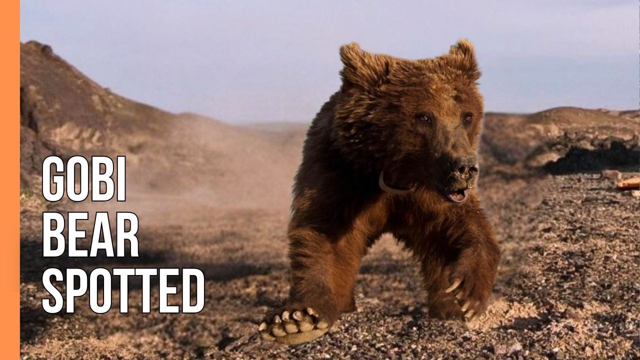 Hiếm hơn cả gấu trúc: 