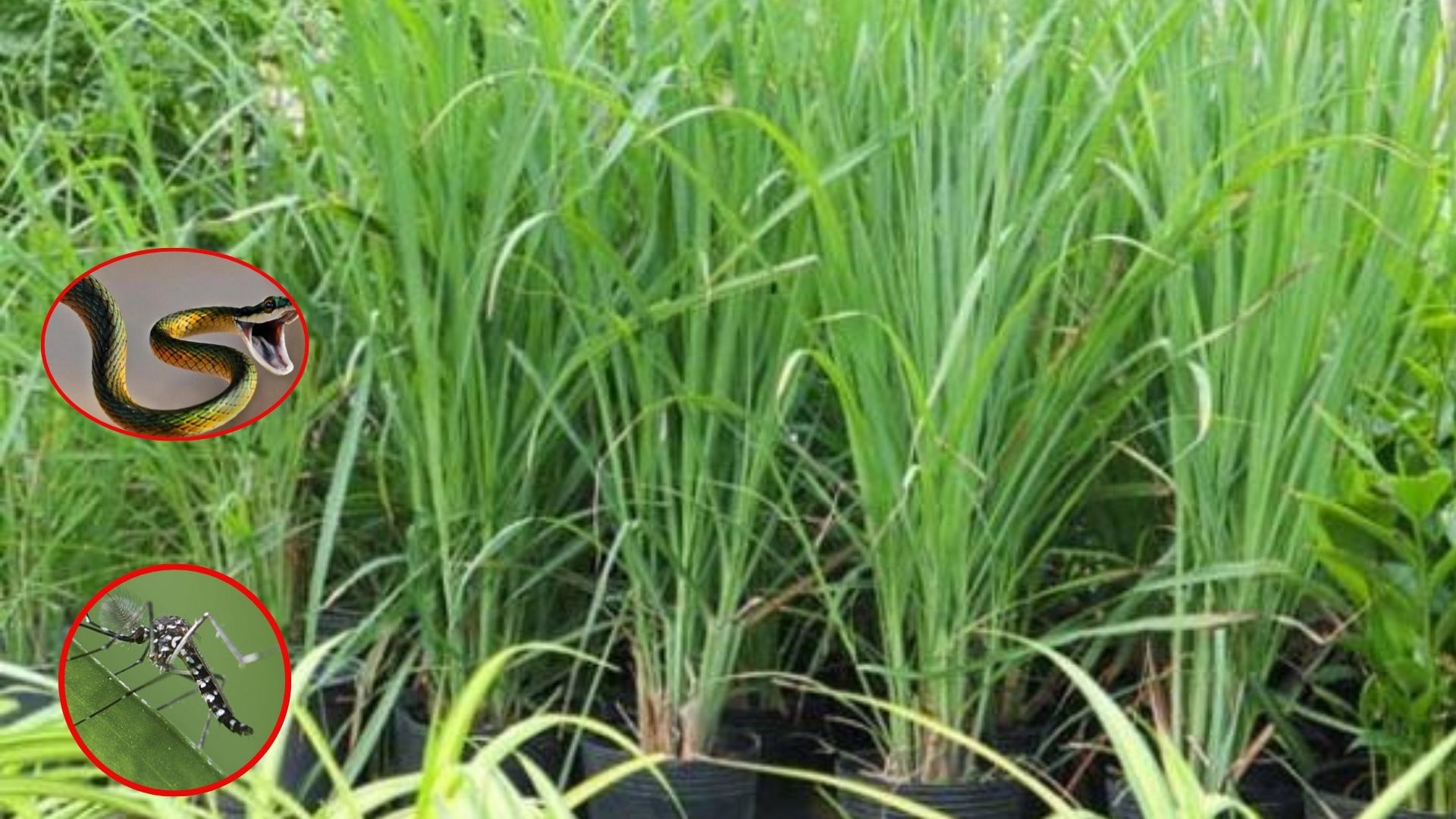 Cả muỗi lẫn rắn đều “khiếp sợ” loại cây này, nhà trồng càng nhiều càng an tâm- Ảnh 1.