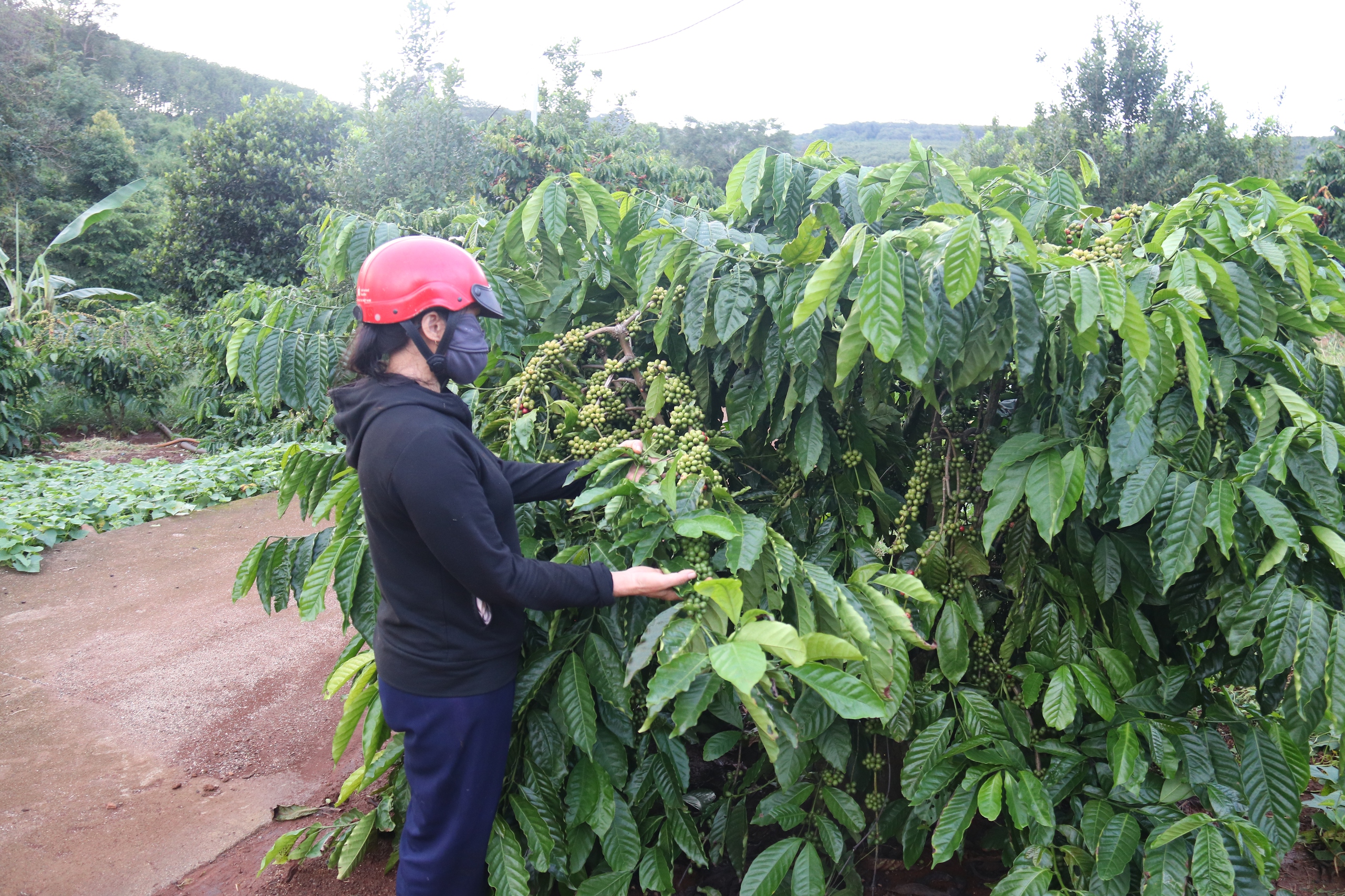 Chung dòng máu Lạc Hồng: Cà phê Đắk Lao và câu chuyện ấm no nơi biên giới - Ảnh 1. Chung dòng máu Lạc Hồng: Cà phê Đắk Lao và câu chuyện ấm no nơi biên giới - Ảnh 1.