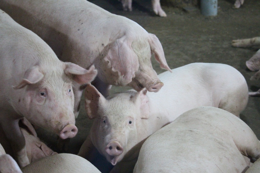 Các “đại gia” chăn nuôi nội địa đang lời lỗ ra sao trong thị trường tỷ USD? - 1