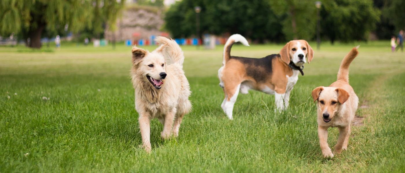 Các nhà khoa học tin rằng nếu con người biến mất, tất cả các loài chó trên hành tinh sẽ biến thành Các nhà khoa học tin rằng nếu con người biến mất, tất cả các loài chó trên hành tinh sẽ biến thành