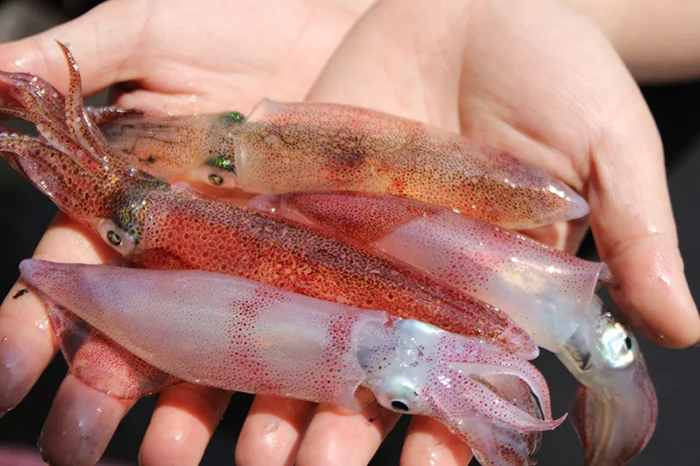 Cách luộc mực giòn ngon, căng mọng, đẹp mắt không bị dai khô, 10 người ăn 11 người khen tới tấp thi nhau xin bí kíp - 1