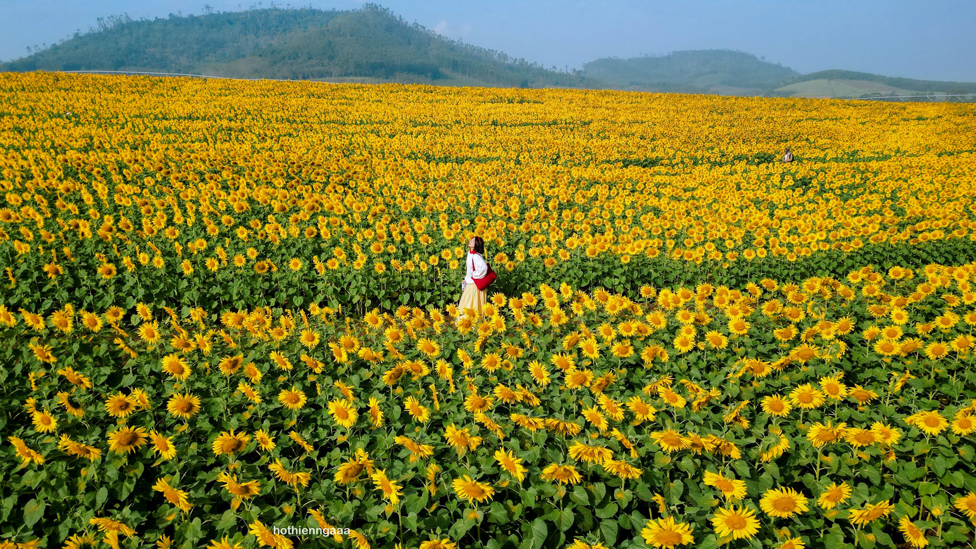 Cánh đồng hoa hướng dương ở Nghệ An cách Hà Nội 250km , điểm check - in lý tưởng - Ảnh 1.