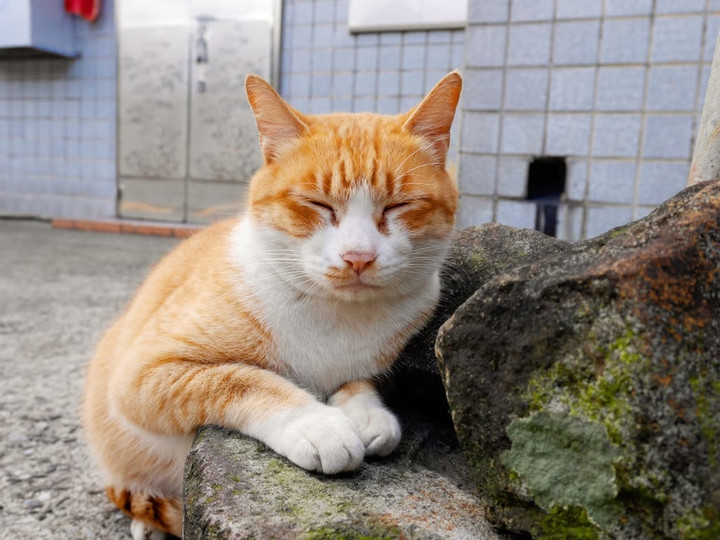 Cau chuyen cam dong ve co gai xin do an