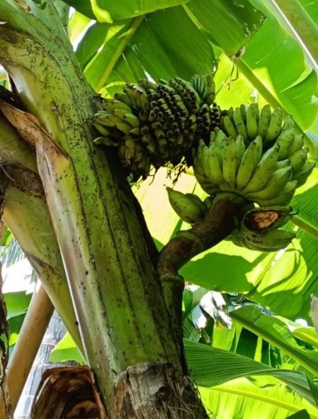 Cây chuối trong làng bỗng xuất hiện hiện tượng lạ, người dân xôn xao 