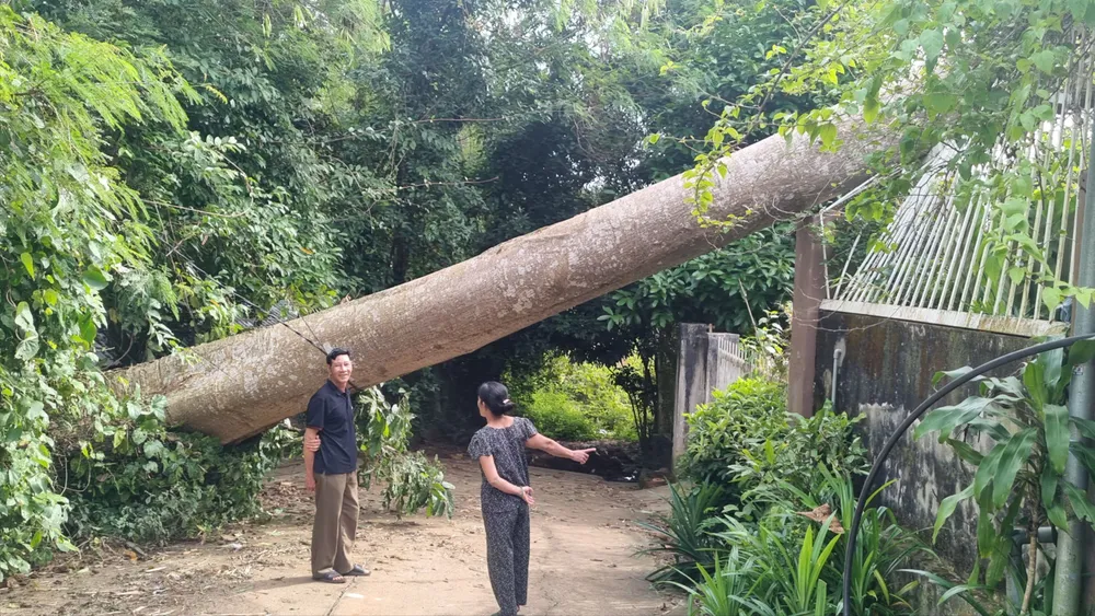 Cây Tung bật gốc, đổ sang phía nhà dân. Ảnh: TIẾN THOẠI Cây cổ thụ