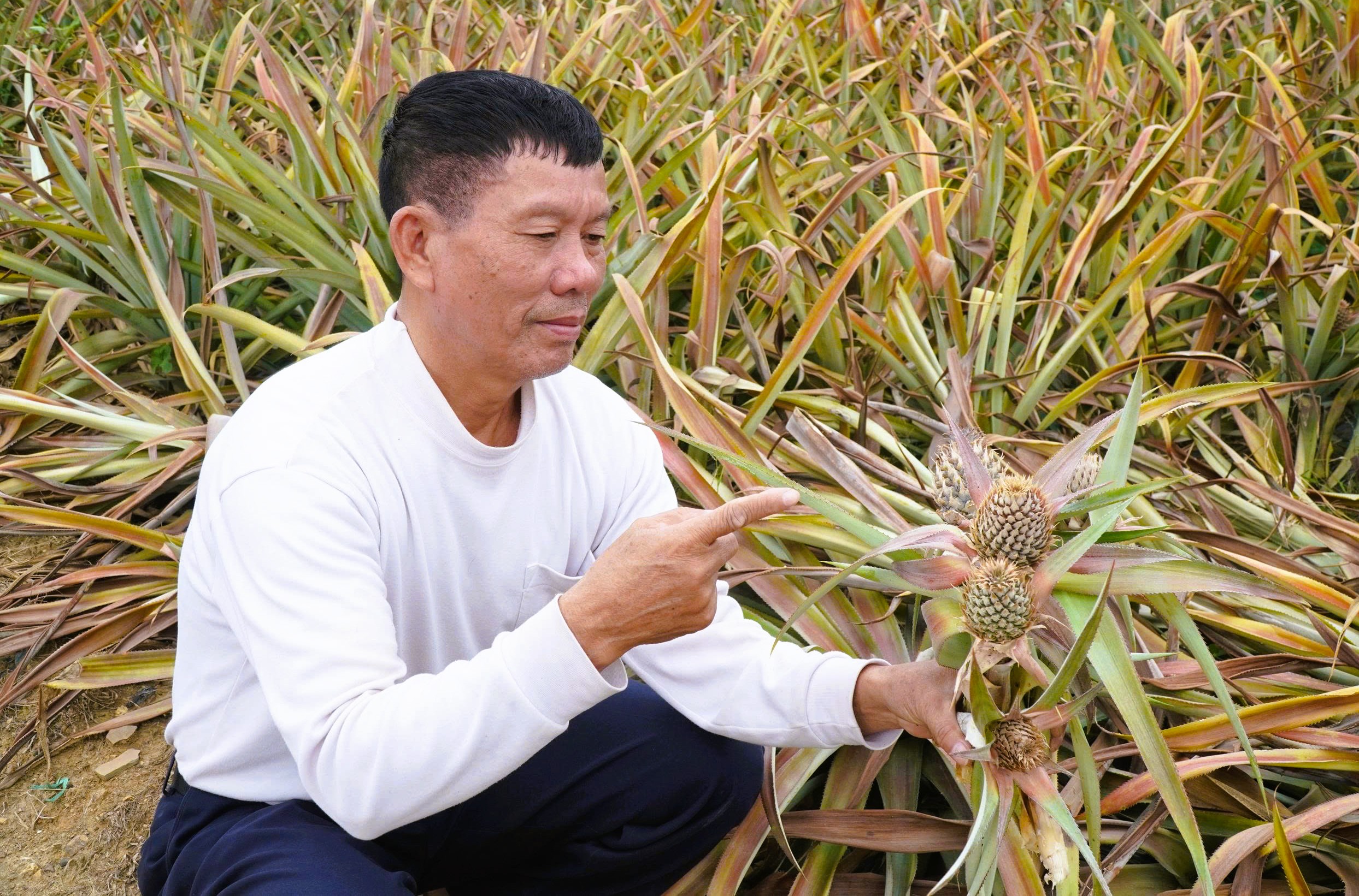 Cây dứa ở "thủ phủ" dứa Thanh Hóa bất ngờ chết hàng loạt 1 Cây dứa ở