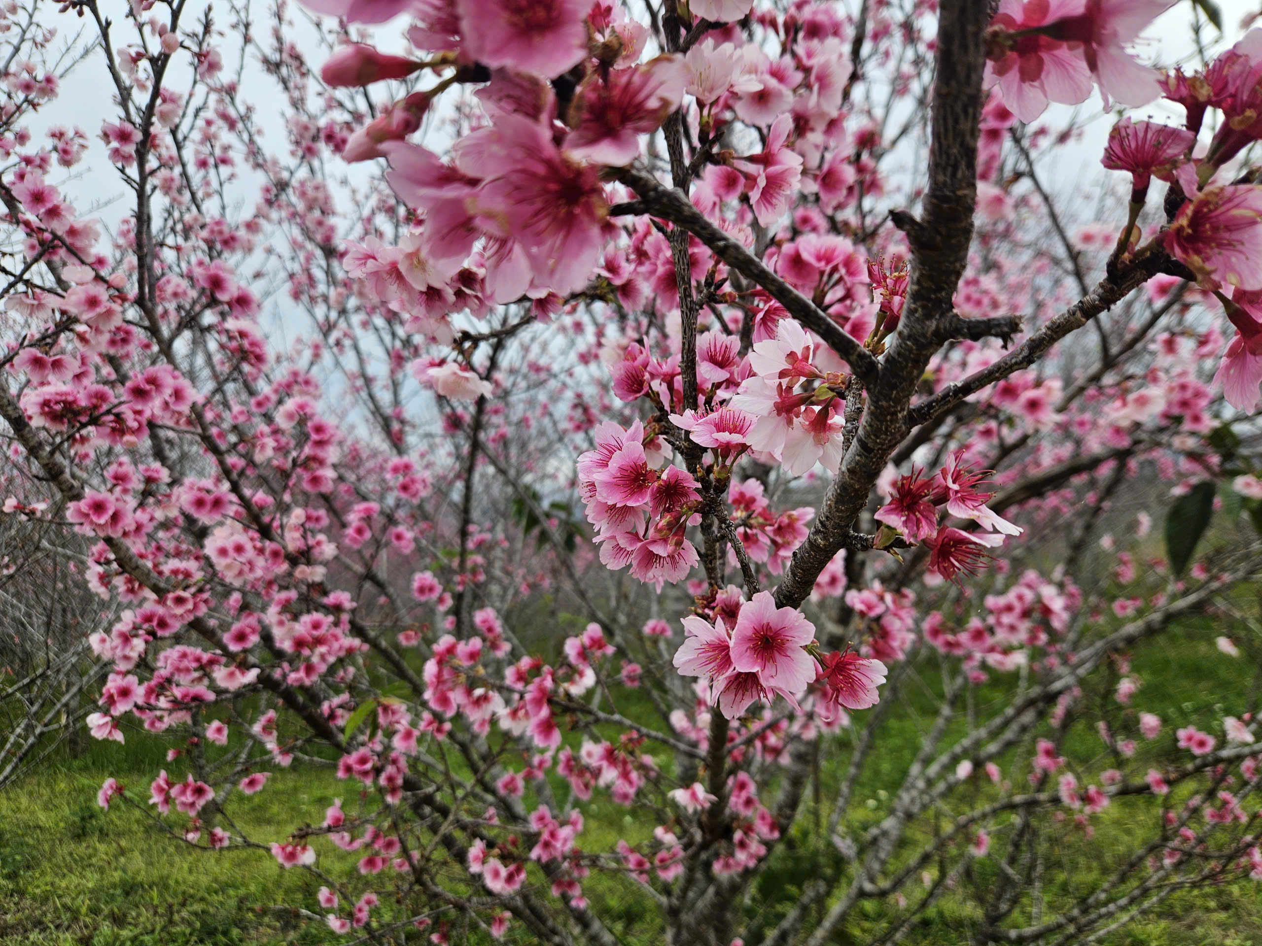 Tết Dương lịch này, lên Điện Biên check-in rừng hoa anh đảo đang nở rộ - Ảnh 1.