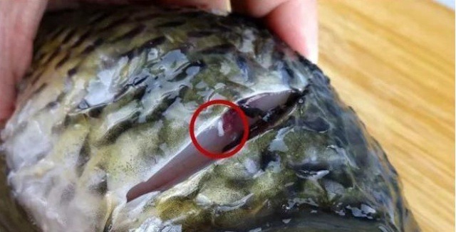 Chỉ cần rút sợi dây này là cá bớt tanh, nấu kiểu gì cũng thơm ngon - Rất nhiều người vẫn chưa biết- Ảnh 1. Chỉ cần rút sợi dây này là cá bớt tanh, nấu kiểu gì cũng thơm ngon - Rất nhiều người vẫn chưa biết- Ảnh 1.