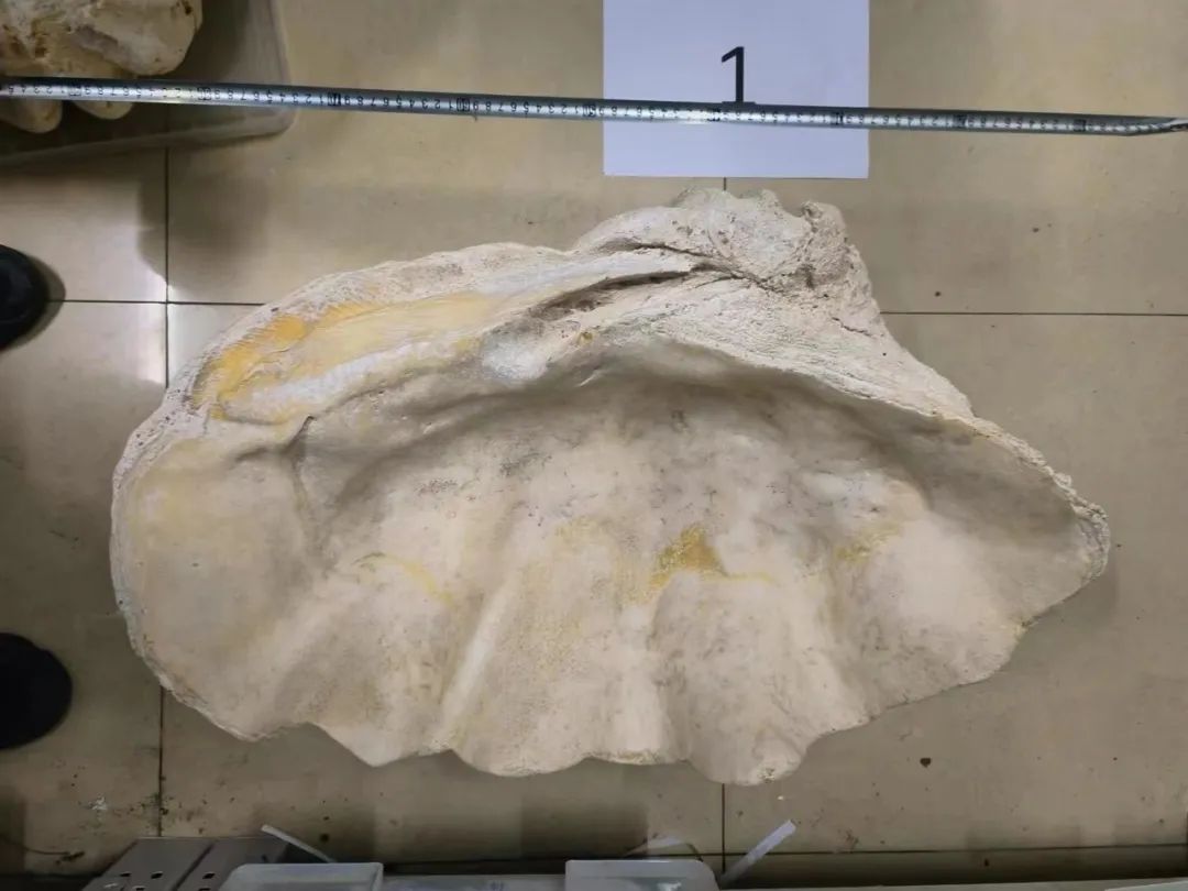 Chi hơn 969 triệu đồng mua 3 vỏ trai khổng lồ về nhà trưng, 3 năm sau người đàn ông bị cảnh sát bắt giữ- Ảnh 1. Chi hơn 969 triệu đồng mua 3 vỏ trai khổng lồ về nhà trưng, 3 năm sau người đàn ông bị cảnh sát bắt giữ- Ảnh 1.