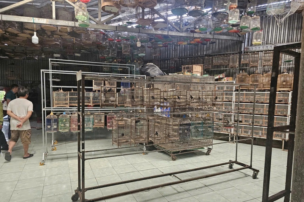 Chơi chim cảnh: Sở thích nhỏ, coi chừng rủi ro lớn - 1