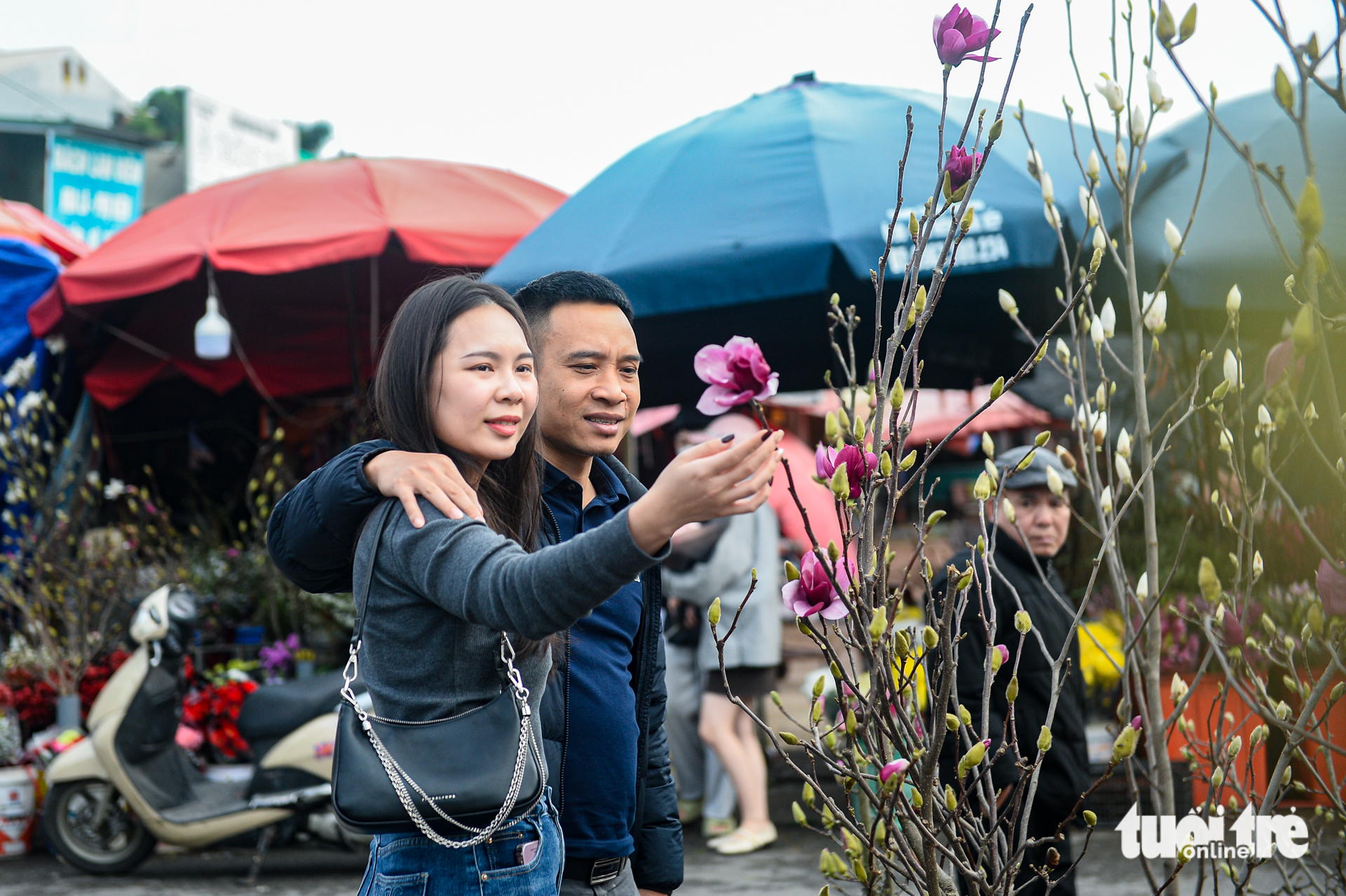 Chơi hoa sớm đón Tết, mộc lan được săn tìm tại Hà Nội - Ảnh 1. Chơi hoa sớm đón Tết, mộc lan được săn tìm tại Hà Nội - Ảnh 1.