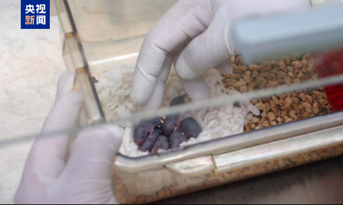 Chú chuột vũ trụ vừa sinh ra 9 chú chuột con- Ảnh 1.