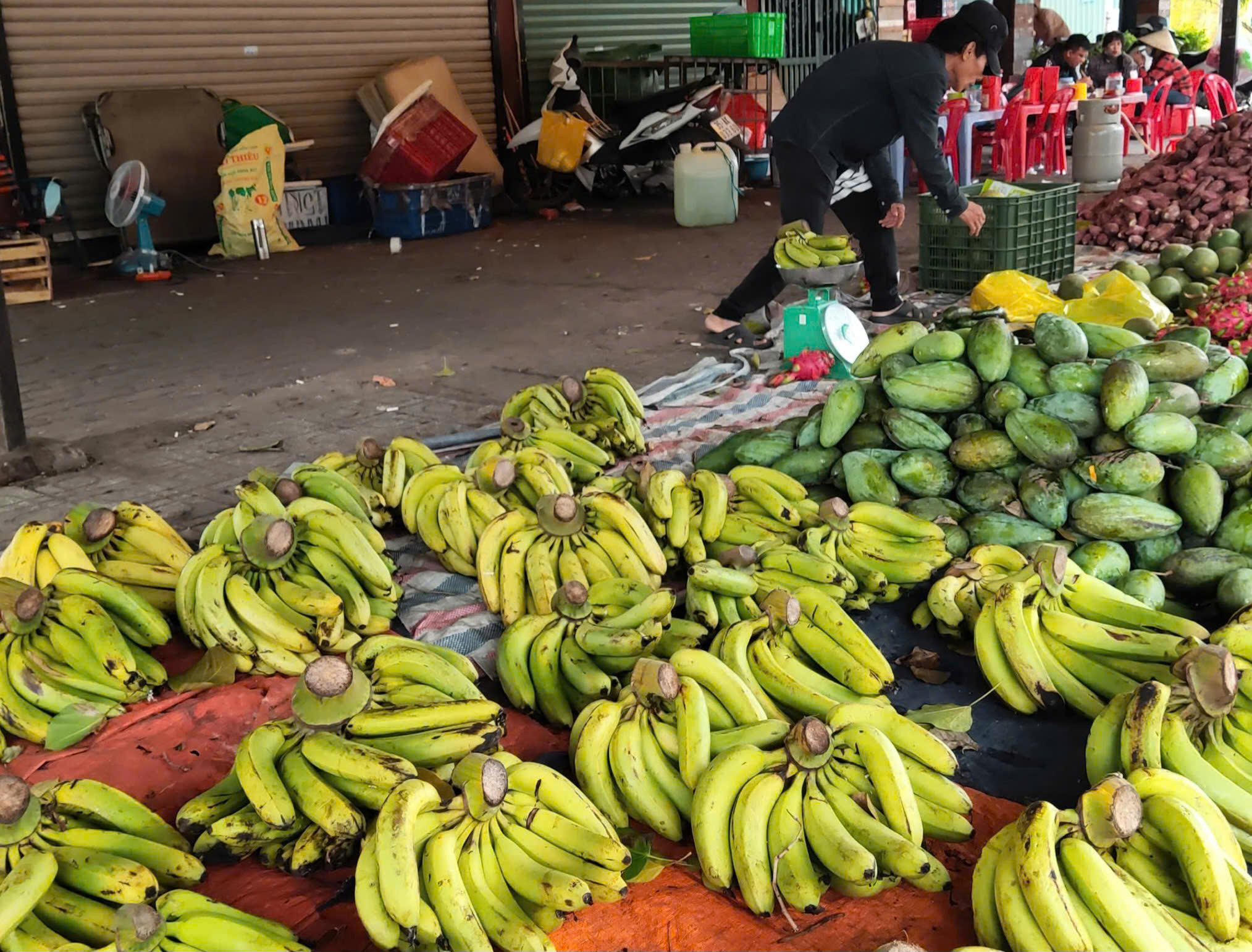 Chuối Việt trước mục tiêu xuất khẩu tỉ đô và 'cơn ác mộng' bệnh héo vàng Panama 1 bệnh héo vàng - Ảnh 1.