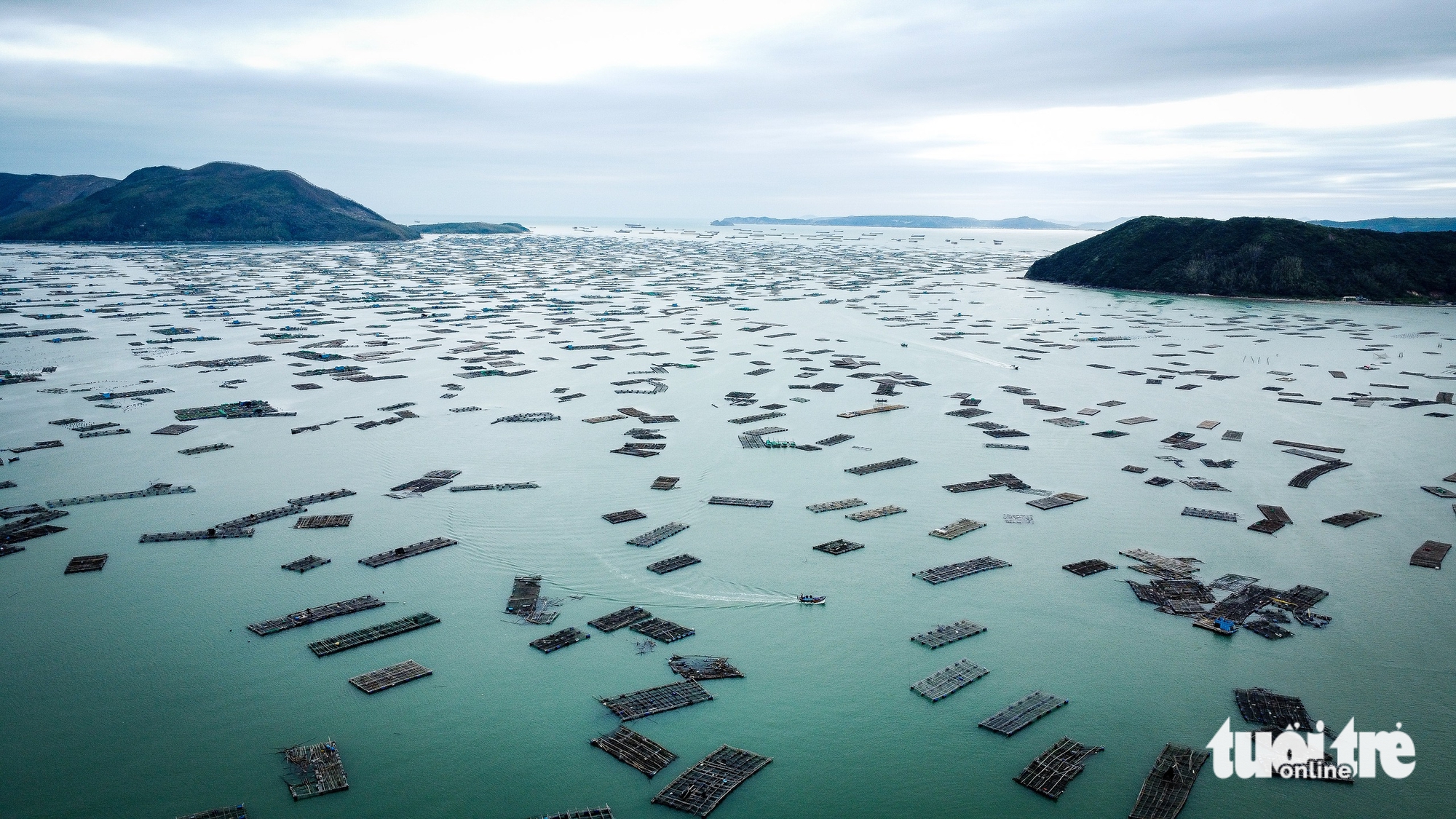 tôm hùm - Ảnh 1.