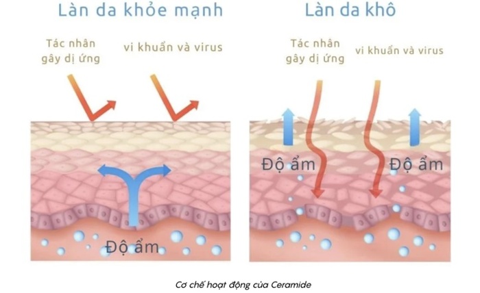 Mụn dai dẳng do làm sạch sai: Chuyên gia phân tích vai trò pH cân bằng và Ceramide trong gel rửa mặt