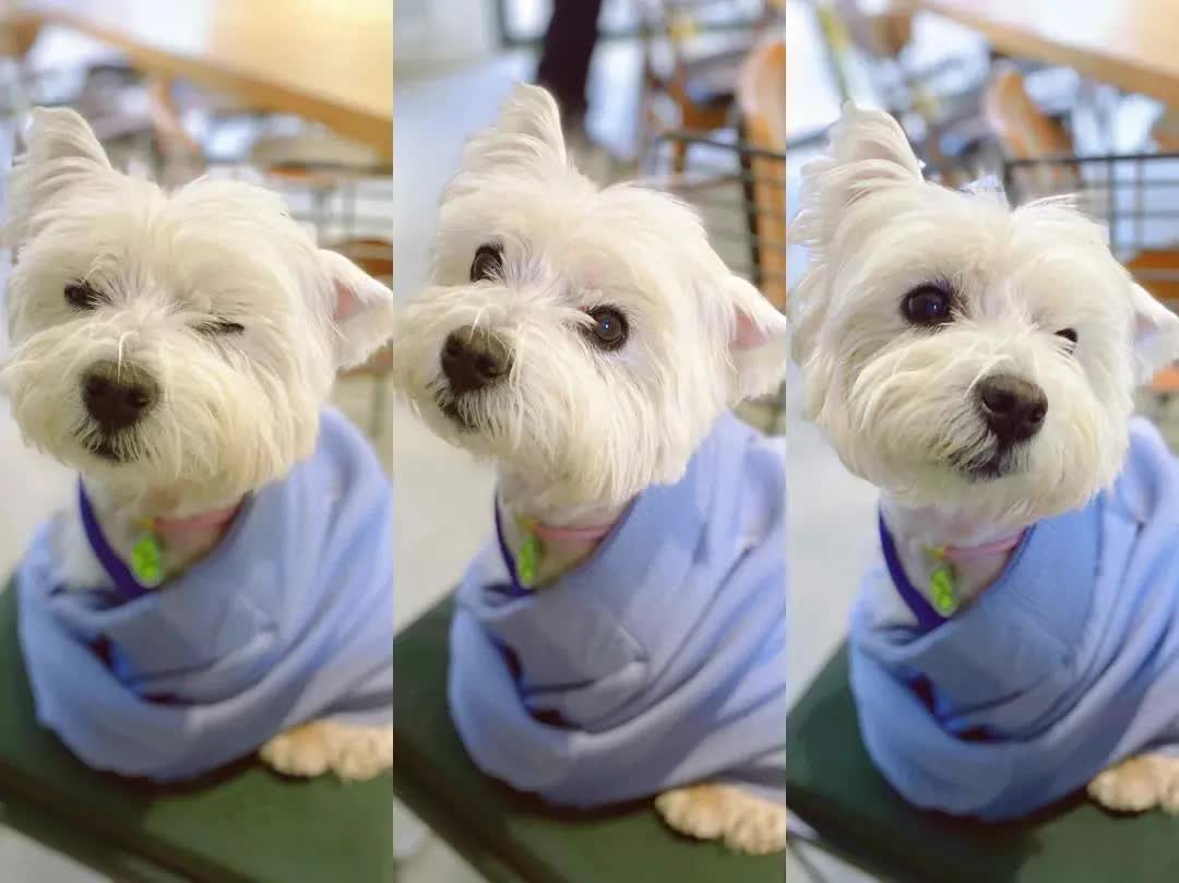 Cô gái bỏ việc, kiên trì đấu tranh 1.185 ngày đòi lại công bằng cho chó cưng bị đầu độc đến tử vong chỉ vì hàng xóm “không thích chó”- Ảnh 1. Cô gái bỏ việc, kiên trì đấu tranh 1.185 ngày đòi lại công bằng cho chó cưng bị đầu độc đến tử vong chỉ vì hàng xóm “không thích chó”- Ảnh 1.