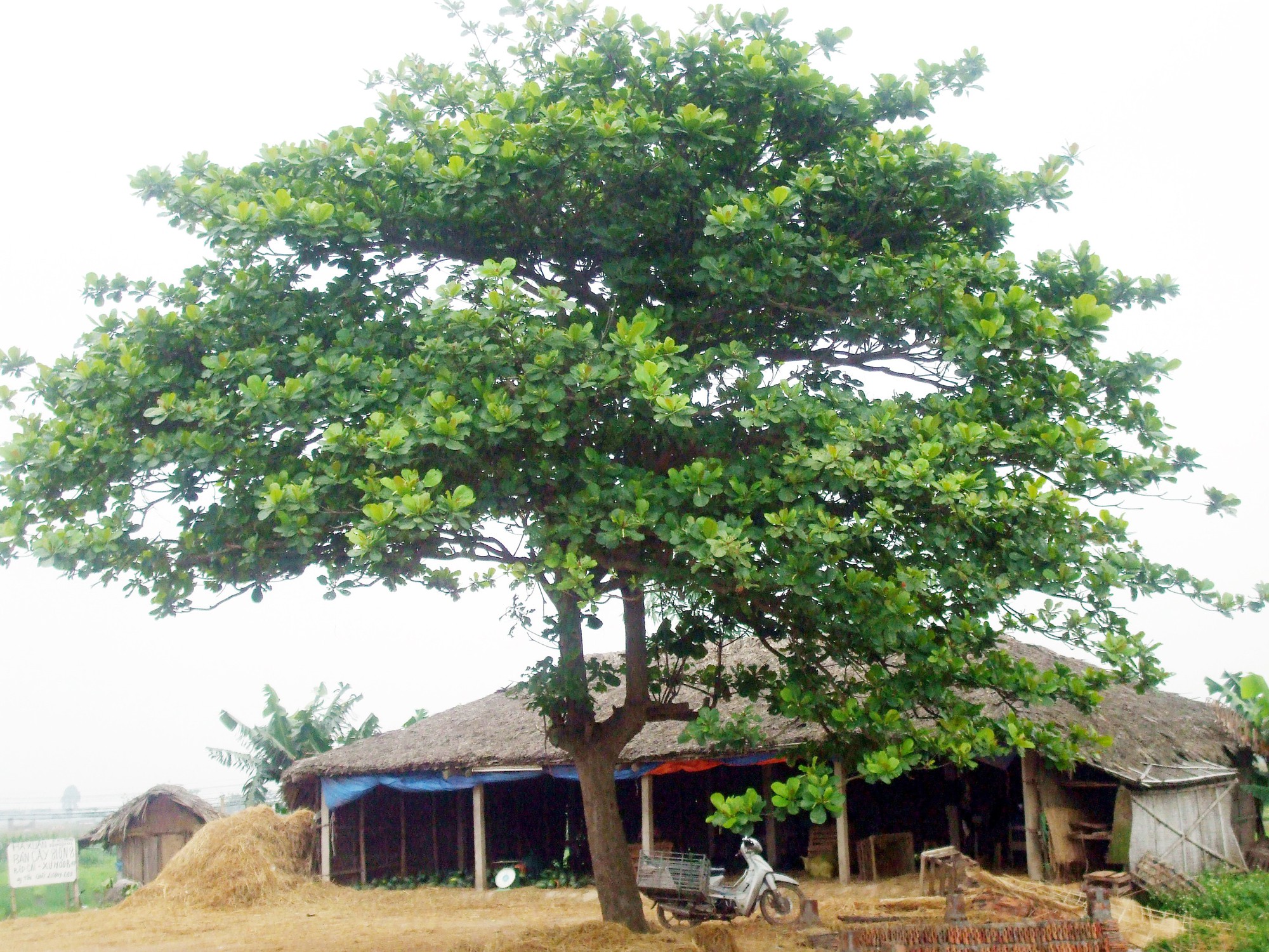 3 loại cây phổ biến song không nên trồng sát nhà: Có loại phá hỏng móng, có loại nguy hiểm vì 3 loại cây phổ biến song không nên trồng sát nhà: Có loại phá hỏng móng, có loại nguy hiểm vì