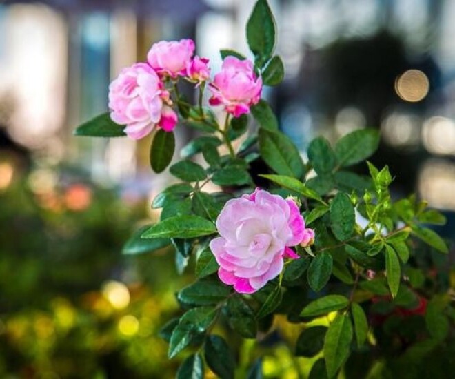 Con át chủ bài của phụ nữ không phải hôn nhân hay con cái mà là 3 điều này - 1