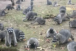 Khoảng 100 con gấu mèo vào vườn nhà một người phụ nữ ở Mỹ để xin ăn. Ảnh: NYT