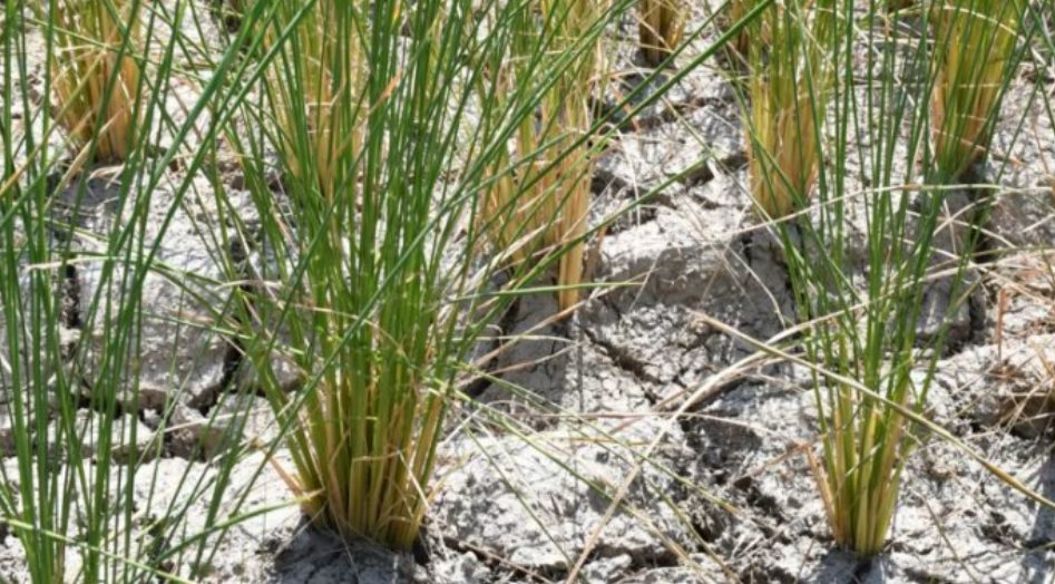 Một quốc gia Đông Nam Á thông báo vừa đón tin vui từ xuất khẩu gạo: Đã xuất khẩu sang 72 thị trường, sắp trở thành đối thủ của Việt Nam, Thái Lan tại Philippines- Ảnh 1.