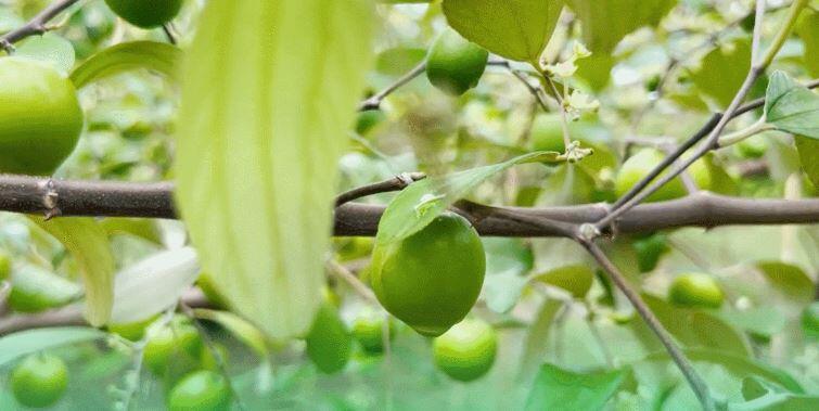 Táo muối Bàng La (còn gọi là táo muối) từ lâu đã nổi tiếng về hương vị đậm đà do được trồng trên vùng đất chua mặn ở phường Bàng La, quận Đồ Sơn cũ. Ảnh: Trung tâm khuyến nông HP