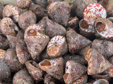 Đặc sản Vĩnh Long có tên "buồn rười rượi", khách sành ăn khen ngon, ngọt hơn cua 8 Sản vật trời ban ở biển Việt có tên ngượng đỏ mặt, ăn giòn sần sật, ngọt ngon