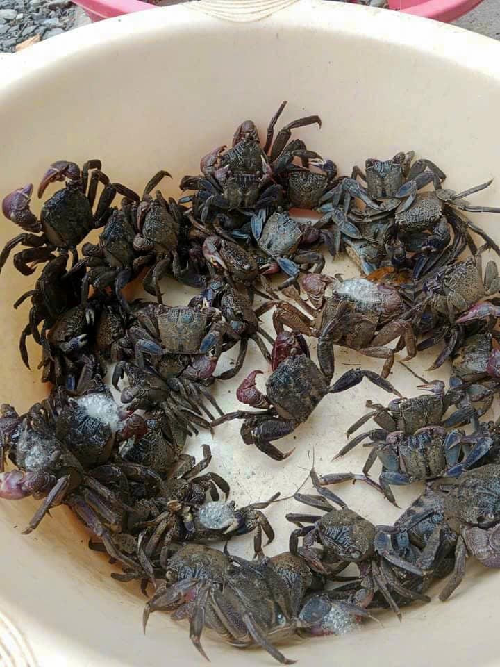 Đặc sản Vĩnh Long có tên "buồn rười rượi", khách sành ăn khen ngon, ngọt hơn cua 1 Đặc sản Vĩnh Long có tên amp;#34;buồn rười rượiamp;#34;, khách sành ăn khen ngon, ngọt hơn cua - 1