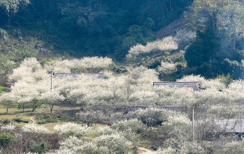 Việt Nam có 1 nơi được Giải thưởng Du lịch Thế giới gọi tên tới 3 lần: Đang mùa hoa mận phủ trắng đồi, “viên ngọc quý” giữa lòng Tây Bắc- Ảnh 1.