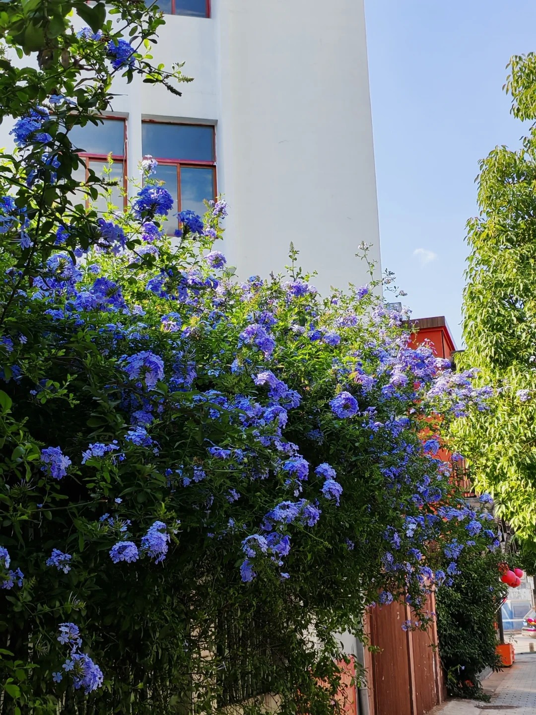 Hoa thanh xà đang được hội mê cây săn lùng: Dễ trồng, dễ “bùng nở”, góc nhà lên hình đẹp như trời Tây- Ảnh 2.