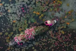 Check-in Tây Ninh mùa hoa súng nở, trải nghiệm miền sông nước đẹp như tranh