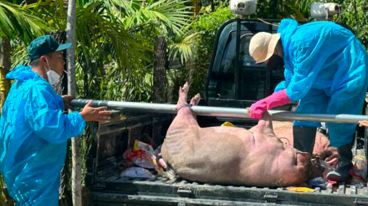 Dịch bệnh gia súc cuối năm diễn biến thế nào? - Ảnh 1.