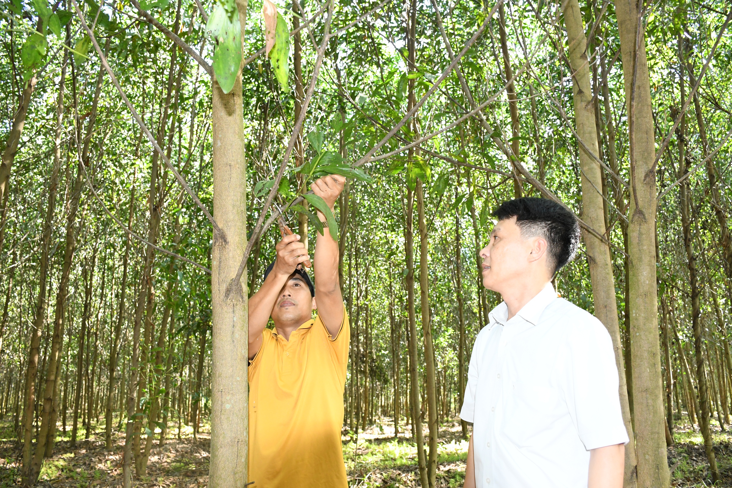 Điểm sáng mô hình trồng rừng chứng chỉ FSC ở Đồng Nai 1 Điểm sáng mô hình trồng rừng chứng chỉ FSC ở Đồng Nai - Ảnh 1.