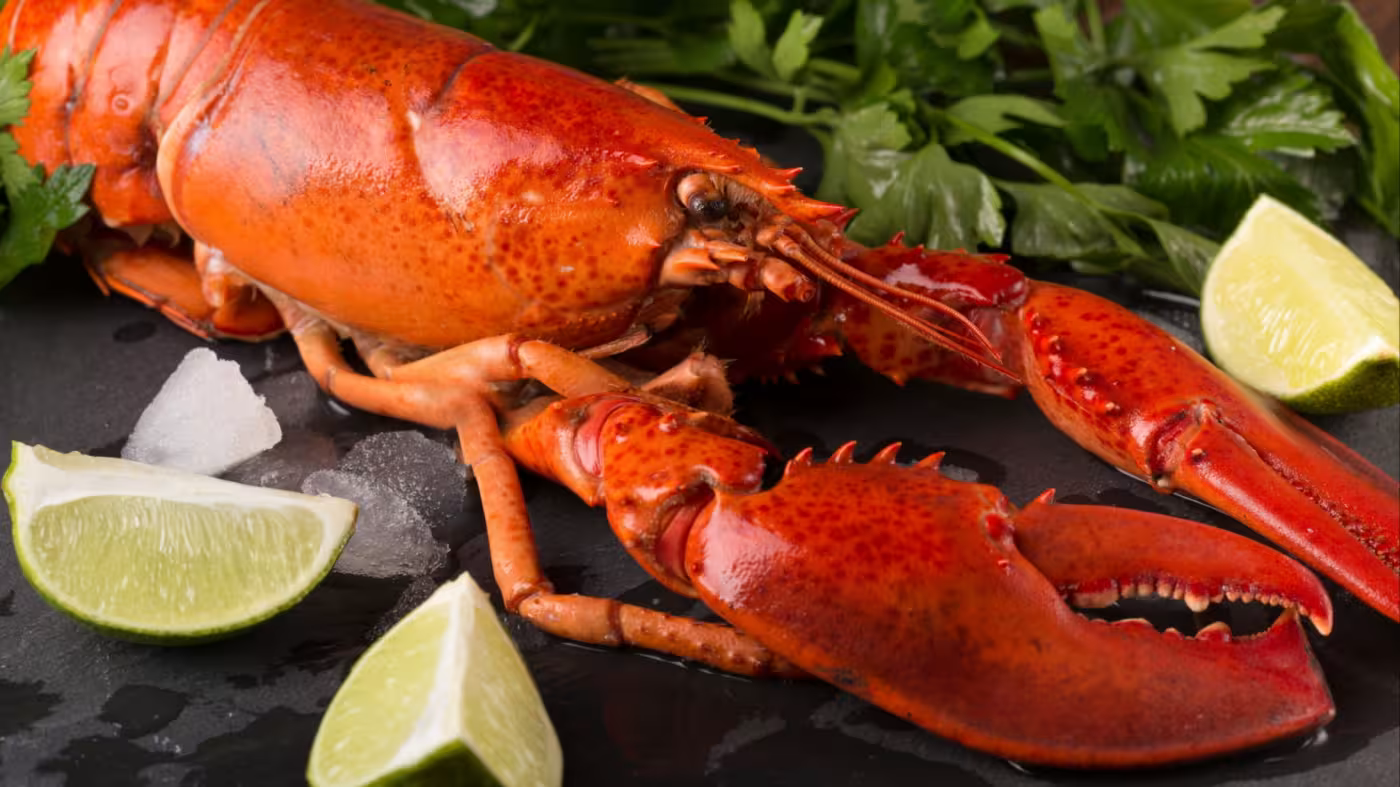 tôm hùm - Ảnh 1.