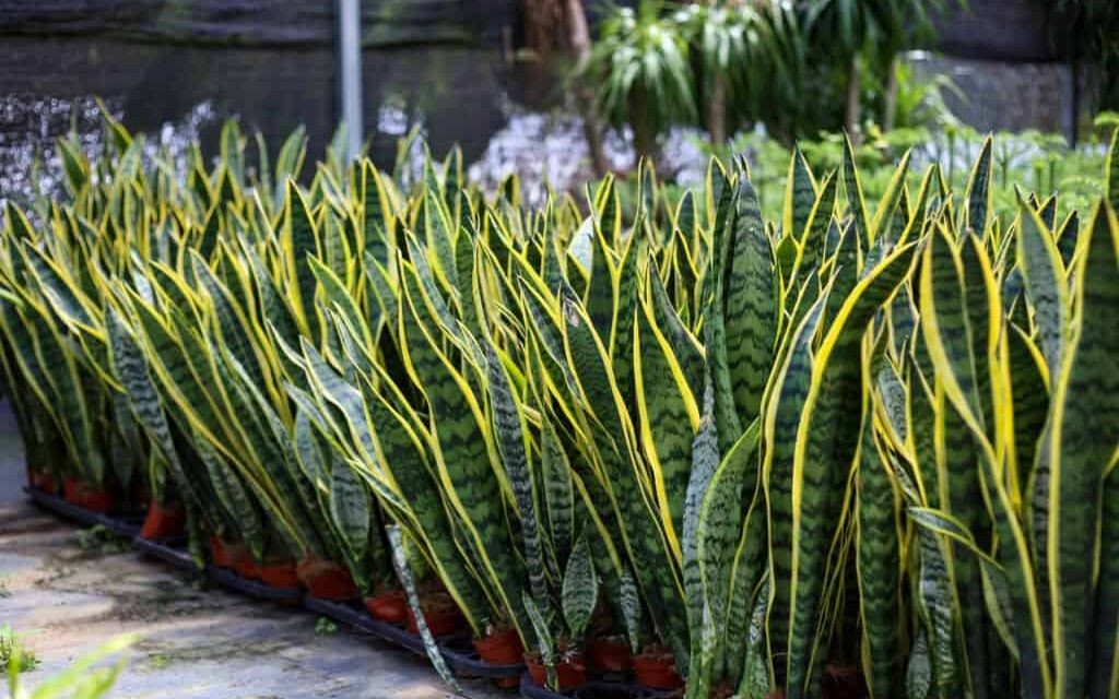 5 loại cây lọc không khí 