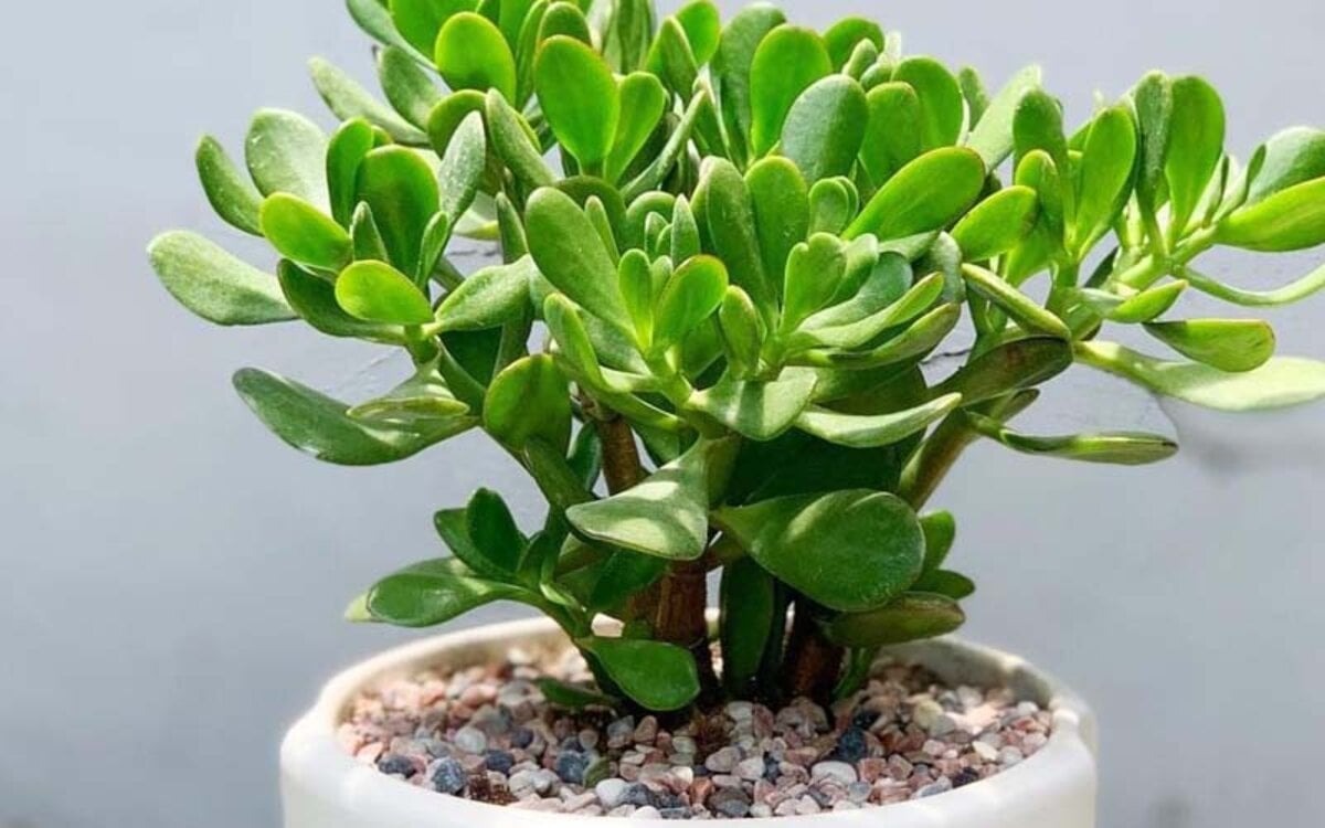 5 loại cây lọc không khí 