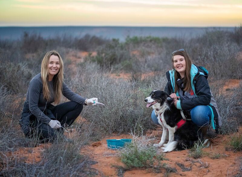 Đưa chó săn vào cuộc, chuyên gia không ngờ lại tìm thấy loài vật từng bị tuyên bố tuyệt chủng gần 90 năm- Ảnh 2. Đưa chó săn vào cuộc, chuyên gia không ngờ lại tìm thấy loài vật từng bị tuyên bố tuyệt chủng gần 90 năm- Ảnh 2.