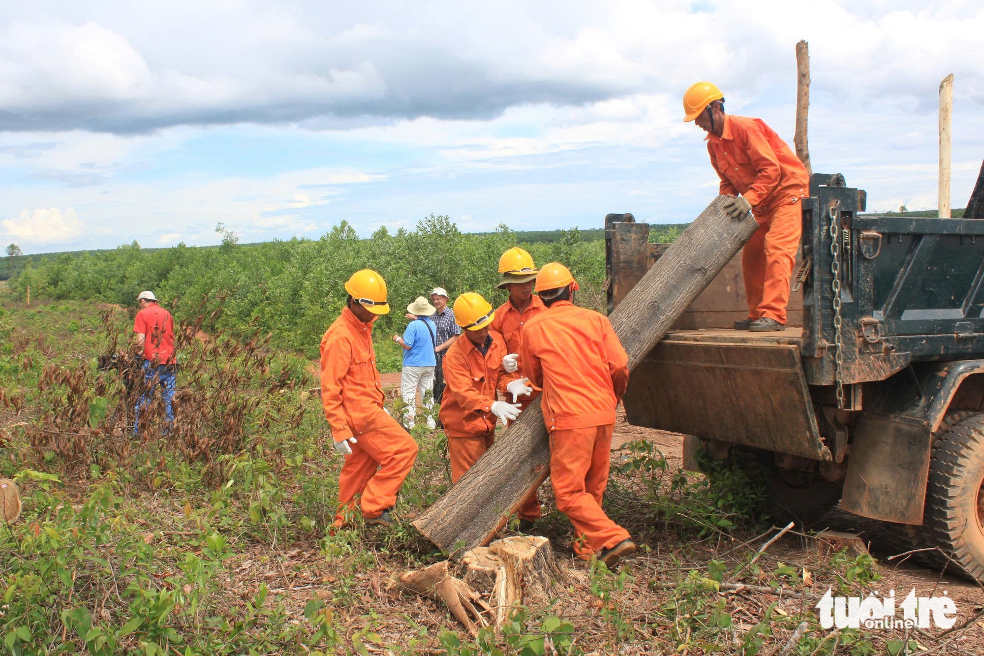 Đưa rừng trồng gỗ lớn Quảng Trị đi châu Âu 1 rừng bền vững - Ảnh 1.