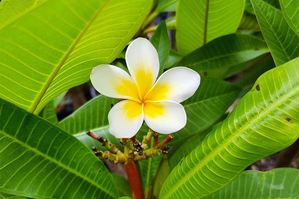 Đừng bao giờ đặt 5 hoa này lên bàn thờ, đặc biệt là loại số 1- Ảnh 3. Đừng bao giờ đặt 5 hoa này lên bàn thờ, đặc biệt là loại số 1- Ảnh 3.