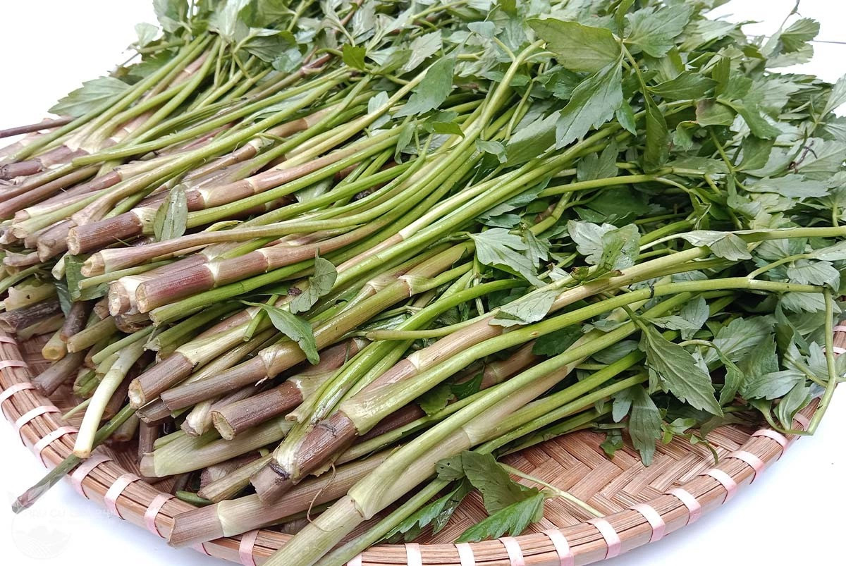 Việt Nam có loại rau ngọt như mì chính, chứa chất quý giúp giải độc cơ thể: Được bán đầy chợ vào mùa đông- Ảnh 1.