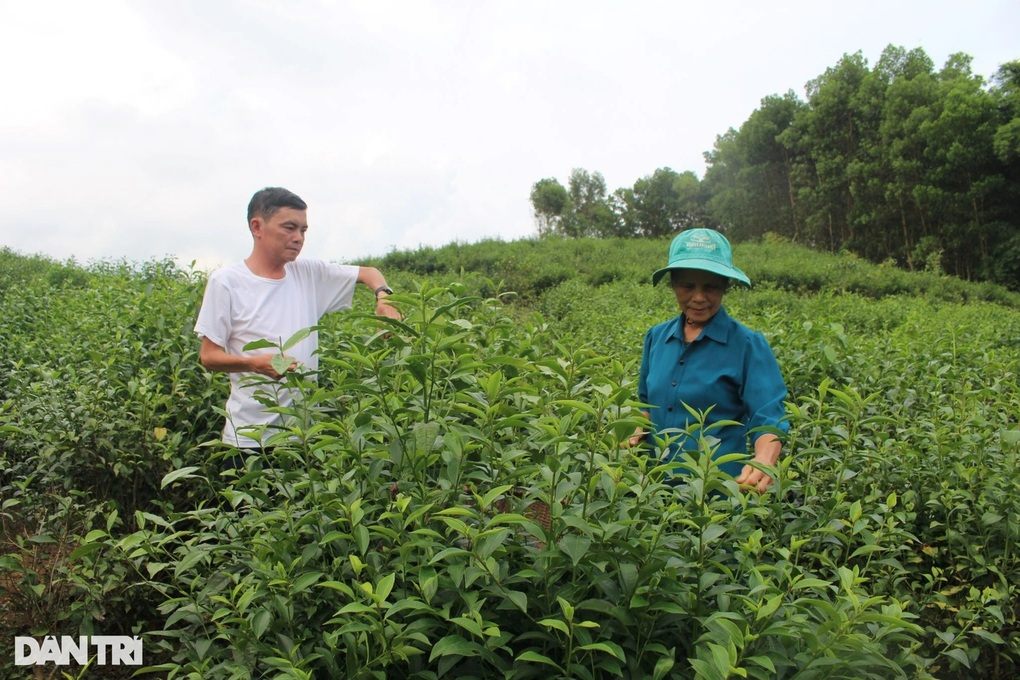 Gần 500 container chè của doanh nghiệp Việt bị mắc kẹt ở Pakistan - 1