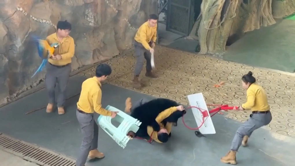 Gấu đen bất ngờ nổi điên, húc ngã người huấn luyện khiến du khách thót tim - 1