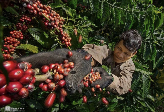 Nông dân thu hoạch cà phê tại nhà vườn ở Đăk Hà, Kon Tum. Ảnh: Huỳnh Phương.