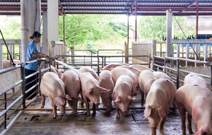 Trang trại nuôi heo tại miền Nam. Ảnh: Vissan