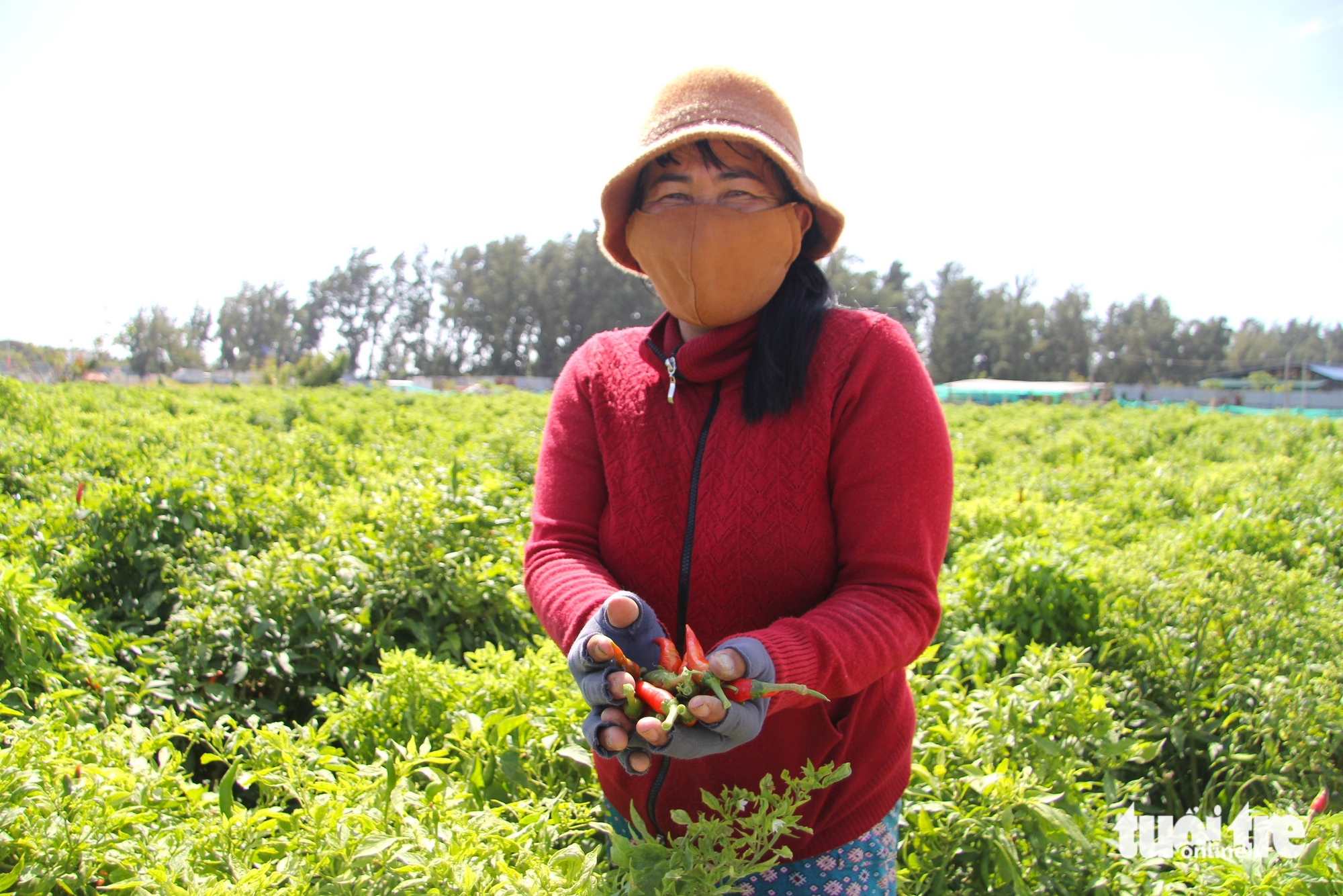 Giá ớt tăng kỷ lục, nông dân Ninh Thuận cũ không có hàng để bán 1 Giá ớt tăng kỷ lục, nông dân Ninh Thuận cũ không có hàng để bán - Ảnh 1.