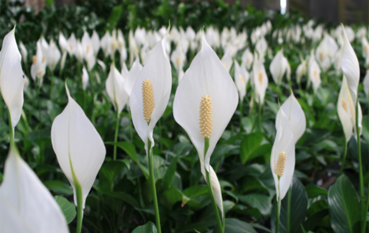 Việt Nam có loại cây được ví như 