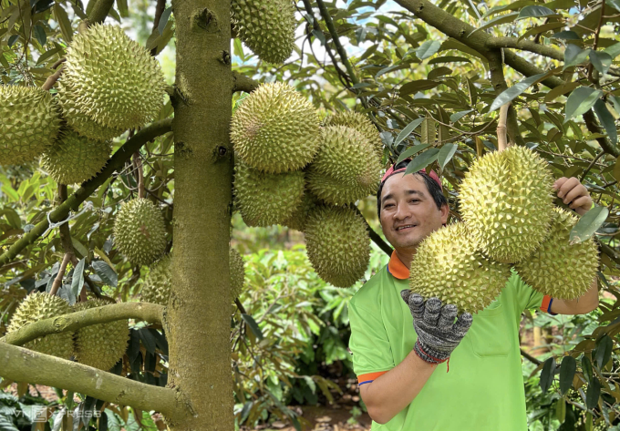 Thu hoạch sầu riêng tại Cần Thơ. Ảnh: Mạnh Khương