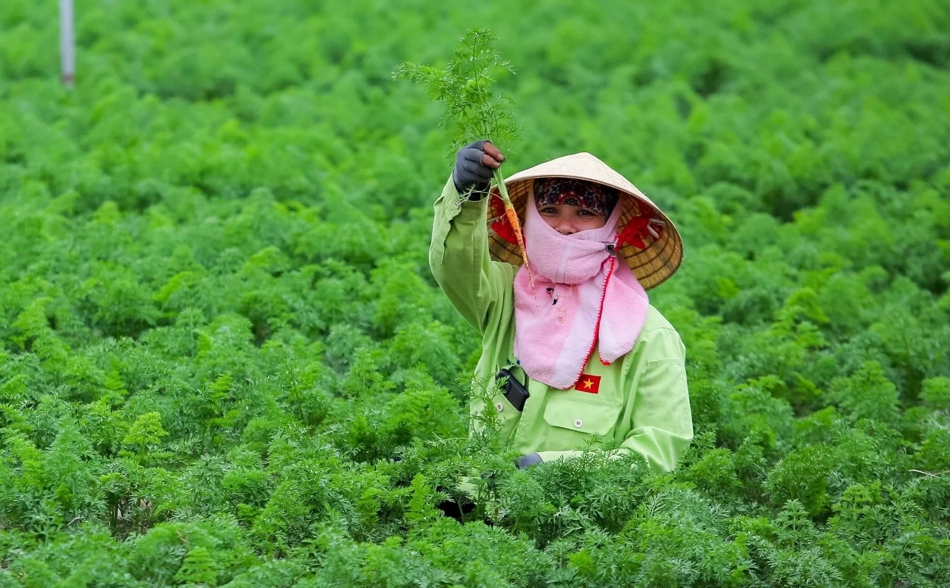 nông sản - Ảnh 1.