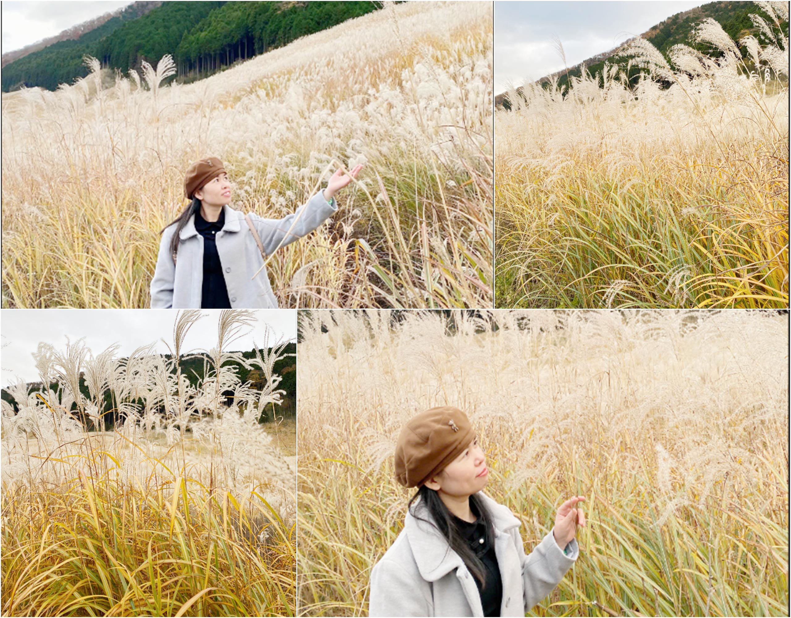 Góc chữa lành cho những tâm hồn xa xứ ở đất nước Mặt trời mọc 5 Những cánh đồng cỏ lau trổ bông đẹp đến động lòng người.